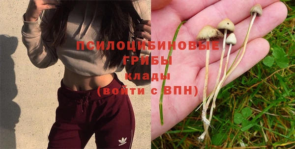 PSILOCYBIN Зеленокумск